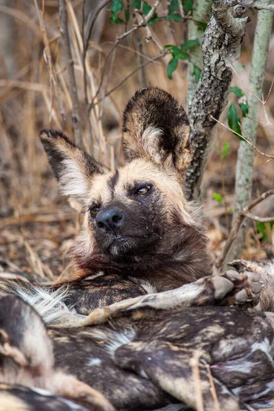 Chien Sauvage Africain Commence Remuer Dormir Dans Parc Kruger Afrique — Photo