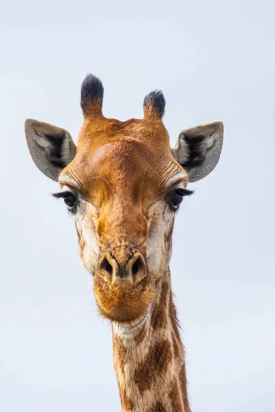 Girafa Comum Contra Céu Africano Leve África Sul — Fotografia de Stock