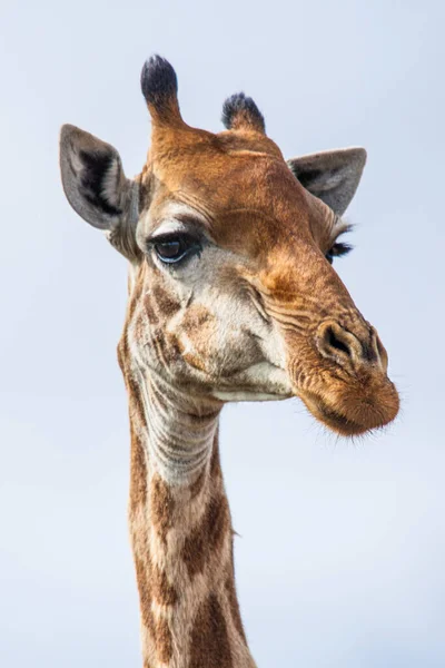 Girafa Comum Contra Céu Africano Claro África Sul — Fotografia de Stock