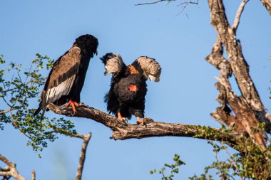 Bateleur kartal çifti Güney Afrika 'daki Kruger Ulusal Parkı' ndaki bir ağaca tünedi.