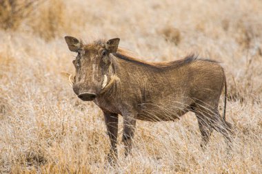 Erkek yaban domuzu Güney Afrika 'daki Kruger Parkı' nda ölü çimlerin üzerinde yürüyor.