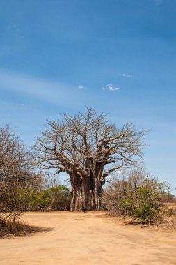 Güney Afrika 'daki Kruger Ulusal Parkı' nın tozlu yollarında Baobab ağacı