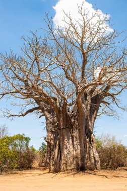 Güney Afrika 'daki Kruger Ulusal Parkı' nın tozlu yollarında Baobab ağacı