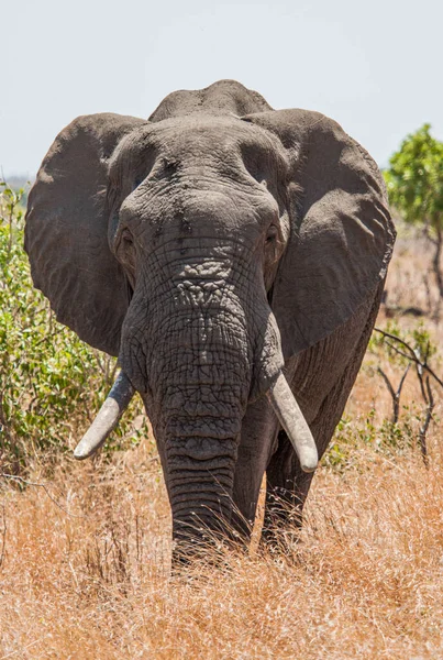 Bull Elefante Africano Caminhando Calor Sol Kruger Park África Sul — Fotografia de Stock
