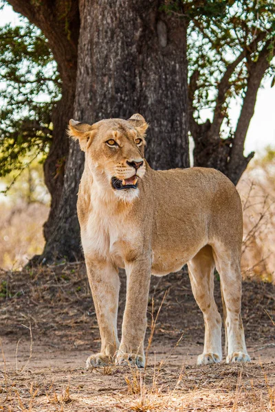 Nahaufnahme Einer Jungen Löwin Die Unter Einem Baum Kruger Park — Stockfoto