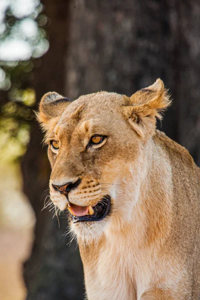 Zbliżenie Młodej Lwicy Spoczywającej Pod Drzewem Parku Krugera Rpa — Zdjęcie stockowe