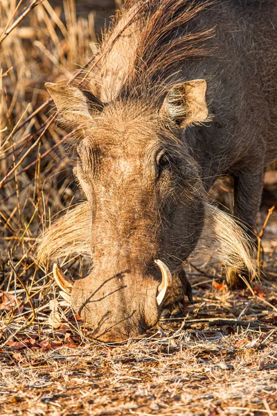 Phacochère Mâle Marchant Travers Herbe Morte Dans Parc Kruger Afrique — Photo