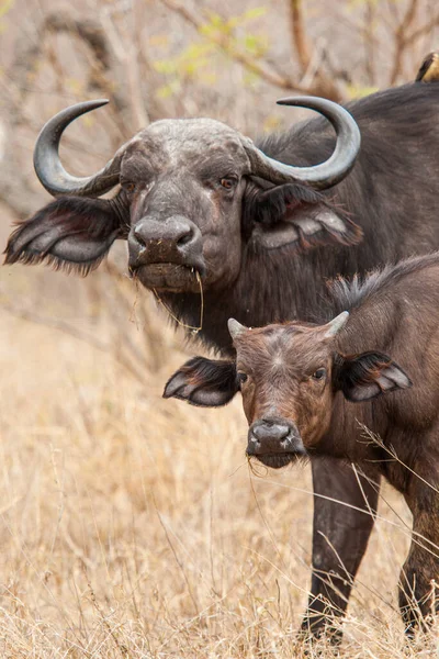 Mãe Bezerro Buffalo Africano Caminhando Pelo Calor Dia Parque Kruger — Fotografia de Stock