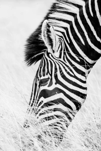 Cuadro Blanco Negro Una Cebra Común Burchell Sudáfrica — Foto de Stock