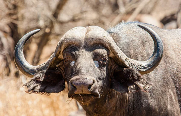 Vieux Buffle Africain Marchant Travers Chaleur Jour Dans Parc Kruger — Photo