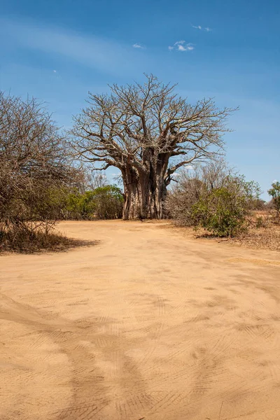 Baobá Nas Estradas Empoeiradas Parque Nacional Kruger África Sul — Fotografia de Stock