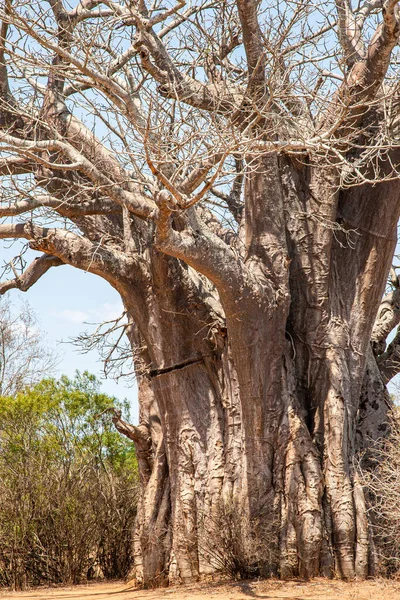 南非克鲁格国家公园尘土飞扬的路上的猴面包树 — 图库照片