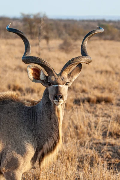 Greater Kudu Caminhando Através Savana Início Manhã Luz África Sul — Fotografia de Stock