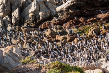 Cape Town, Güney Afrika 'da bir plajdaki Afrika penguen kolonisi