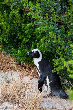 Afrika penguenleri Cape Town, Güney Afrika 'da bir sahilde yürüyorlar.