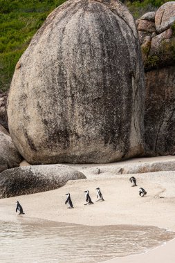 Afrika penguenleri denizden Cape Town, Güney Afrika 'daki bir plaja geliyorlar.