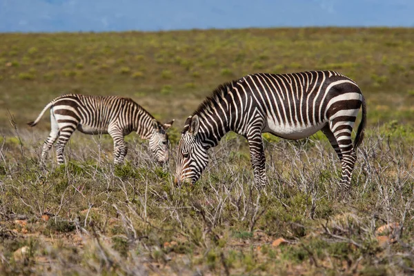 Zebra Montagna Pascolo Nel Parco Nazionale Zebra Montagna Sud Africa — Foto Stock