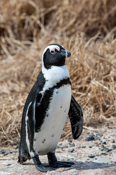 Pingüino Africano Caminando Una Playa Ciudad Del Cabo Sudáfrica — Foto de Stock