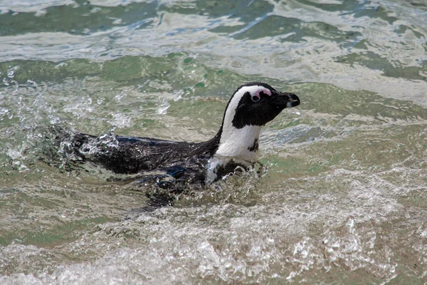 Pingouins Africains Arrivant Mer Sur Une Plage Cap Afrique Sud — Photo