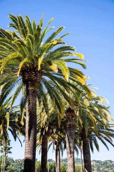Florida Palmiye Ağaçları Florida Abd Rüzgarda Savruluyor — Stok fotoğraf