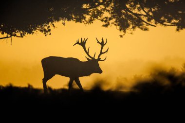 Londra 'daki Bushy Park' taki yıllık geyik monotonluğu sırasında siluetli kızıl geyik.