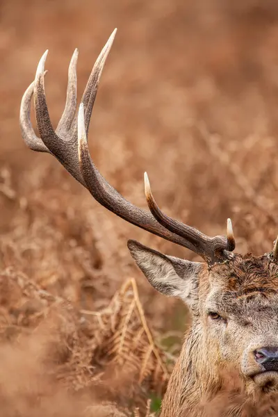 stock image Red deer stag standing in the dead bracken in London's parks in the UK