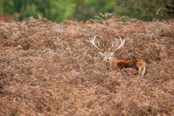 stock image Red deer stag standing in the dead bracken in London's parks in the UK