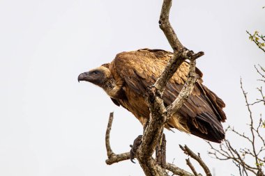Beyaz sırtlı akbaba Kruger Park, Güney Afrika 'da bir leşin üzerinde tüneyerek ağaçta duruyor.