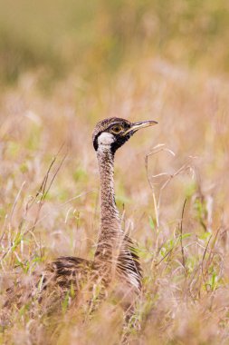 Kara Göbekli Bustard Güney Afrika 'daki Kruger Park' taki ölü çimlerin arasından bakıyor.