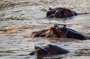 Güney Afrika Kruger Parkı 'ndaki bir nehirde debelenen su aygırları.