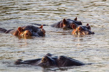 Güney Afrika Kruger Parkı 'ndaki bir nehirde debelenen su aygırları.