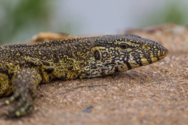 Güney Afrika 'daki Kruger Parkı' nda nehir üzerindeki bir köprüde su monitörü var.