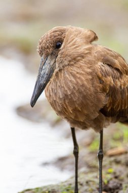 Hamerkop Güney Afrika 'da nehir boyunca küçük balık avlıyor.