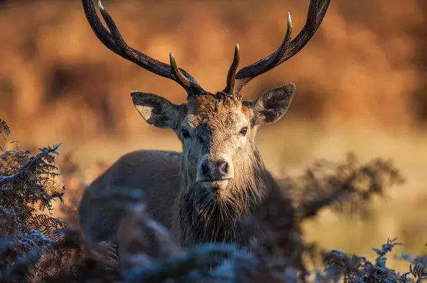 İngiltere, Londra 'nın düzlüklerinde kükreyen ve savaşan kızıl geyik geyikleri.