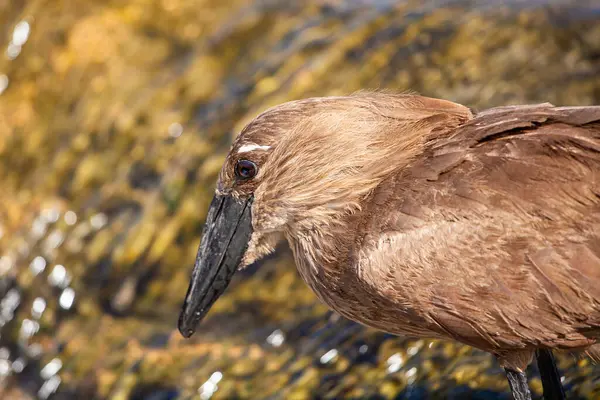 Hamerkop Güney Afrika 'da nehir boyunca küçük balık avlıyor.