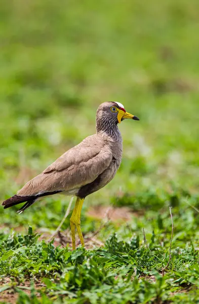 Afrika Wattled Lapwing Güney Afrika Kruger Parkı 'ndaki çayırlarda yürüyor.