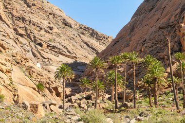 Barranco de las Penitas near Vega de Rio Palmas, Fuerteventura, Canary Islands, Spain