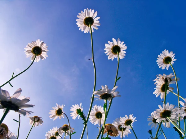 A group of daisies seen from below with a blue sky in the background, Nava, Asturias, Spain