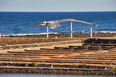 Traditional methods of sea salt production. Salinas del Carmen, Fuerteventura, Canary Islands, Spain