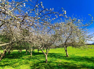 Baharda çiçek açan elma ağacı Nava vilage, Comarca de la Sidra, Asturias, İspanya, Avrupa