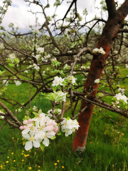 Яблуня Цвіте Весняний Час Біля Лісистої Нави Comarca Sidra Asturias — стокове фото