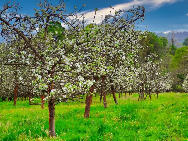 Macieira Florescente Tempo Primavera Perto Nava Vilage Comarca Sidra Astúrias — Fotografia de Stock