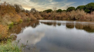 Charco del Acebron lagünü, Doana Ulusal Parkı, El Rocio, Huelva, Endülüs, İspanya, Avrupa