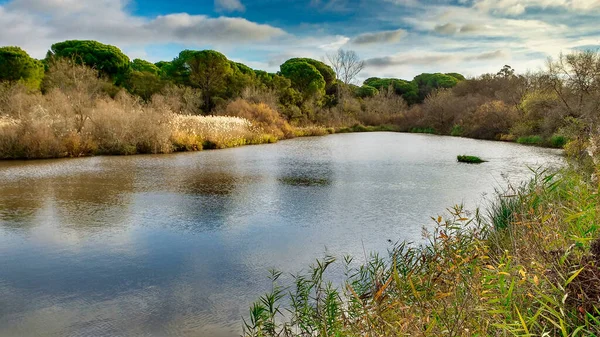 Charco Del Acebron Lagoon Doana National Park Rocio Huelva Andalusia — стокове фото