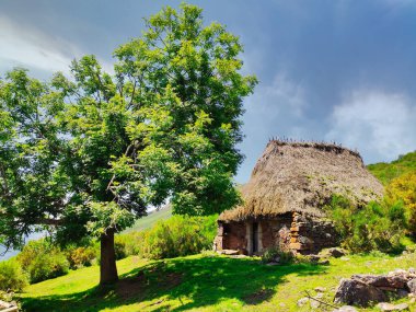 Braa La Corra sürüsü Somiedo Doğal Parkı ve Biyosfer Koruma Alanı, Arbellales, Asturias, İspanya, Avrupa