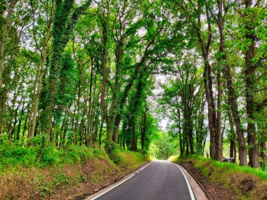 Nava köyü yakınlarındaki yerel yol, Asturias, İspanya, Avrupa