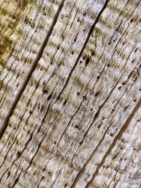 Eski bir kestane ağacının yüzeyi, Somiedo Doğal Parkı, Asturias, İspanya, Avrupa