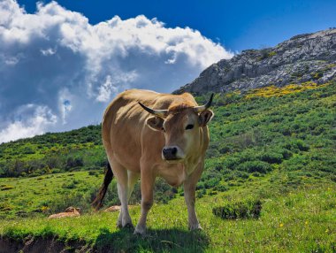 Asturiana de los Valles 'in sığırları, Somiedo Doğa Parkı, Asturias, İspanya