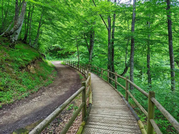 Montegrande Ormanı 'nda Adapte Yol, Teverga, Las Ubinas-La Mesa Doğal Parkı. Asturyalar. İspanya