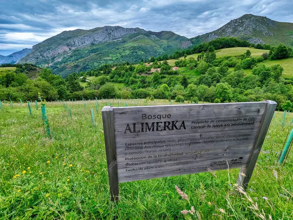 Alimerka süpermarket zinciri tarafından CO2 emisyonlarını dengelemek için desteklenen ağaç dikimi, Teverga, Asturias, İspanya